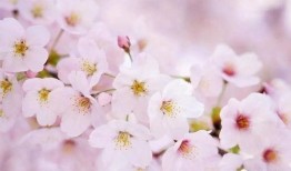 小樱花爆料新歌视频大全